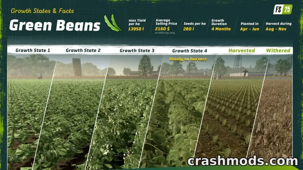 Green beans growing in Farming Simulator 25
