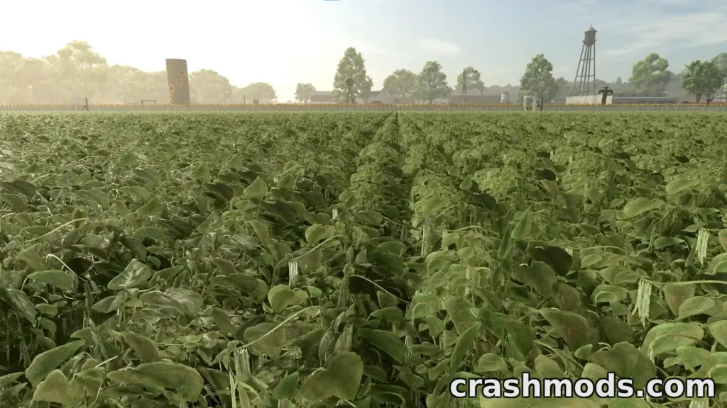 Harvesting green beans in Farming Simulator 25